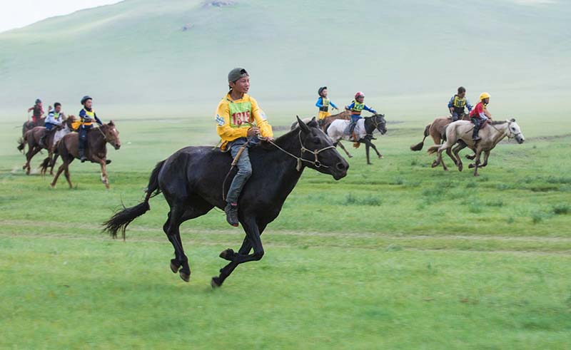 naadam festival horse race 